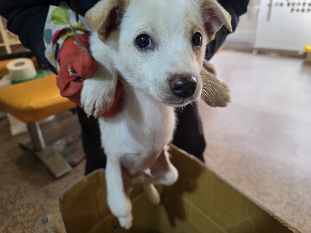 보호중 믹스견의 가…